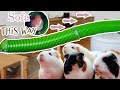I Built My Guinea Pigs a Bridge to the Sofa & this is what happened