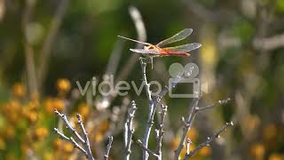 Dragonfly Perching On a Branch And Flapping Wings