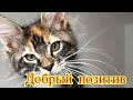 Смешное про животных|Приколы с котами| Видео про котов| Кошки|Позитив|Создай себе хорошее настроение