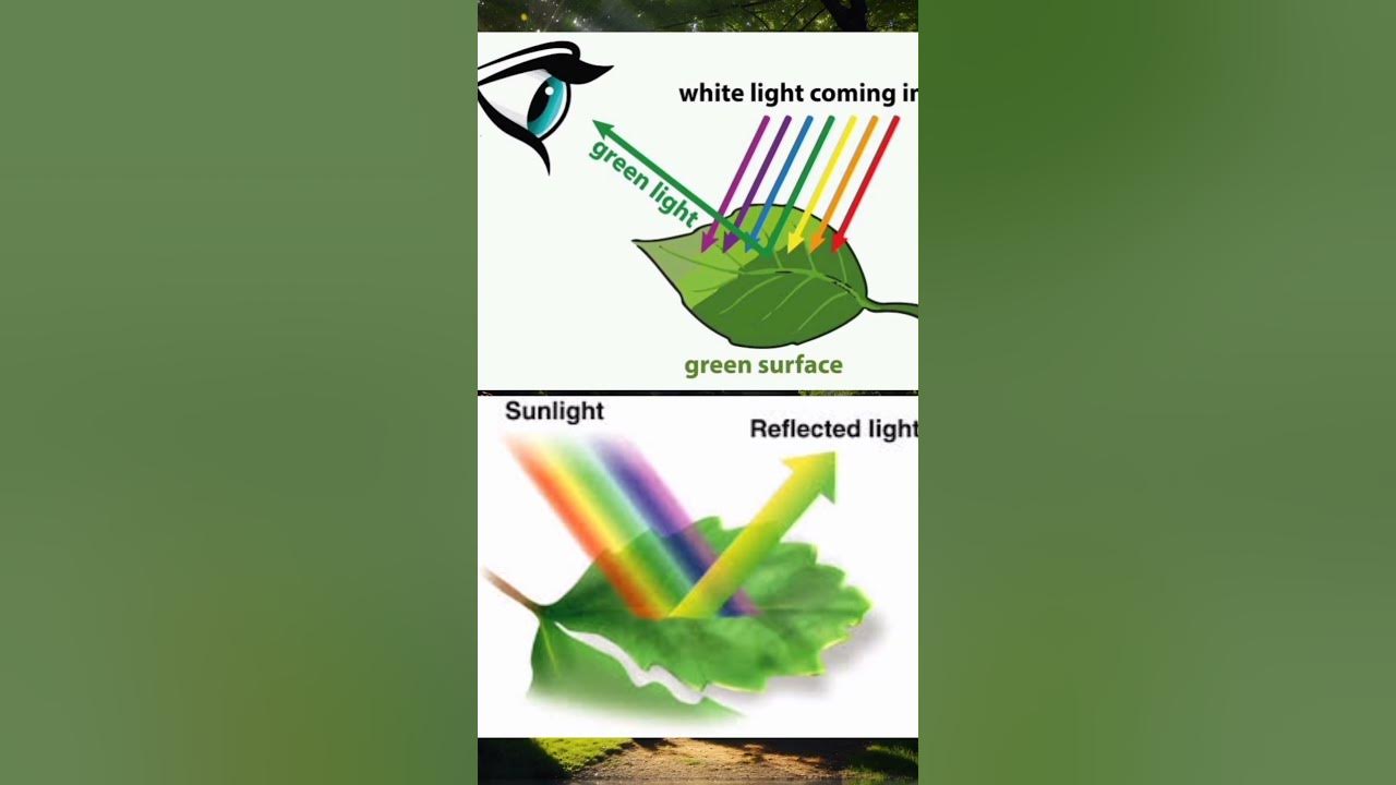 "Why Are Trees Green? Explained" in Urdu / Hindi YouTube