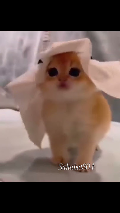 নিশ্চয় বিড়াল পবিত্র প্রাণী ...🥰#catlover #lamma tu haram nasheed