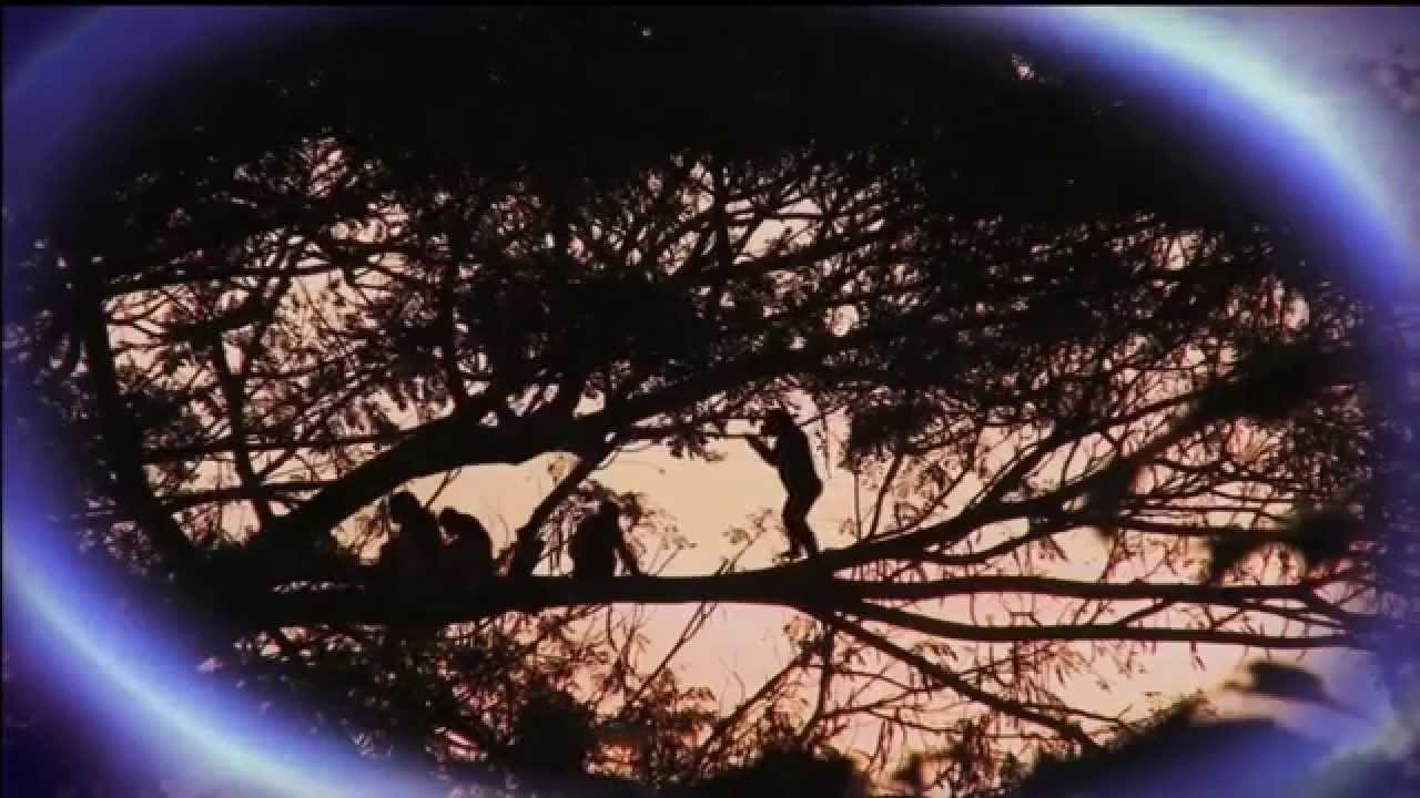 Nova Sciencenow 58 Origins Of Life Birth Of Solar System Lice And Hairless Ape Andre Fenton