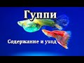 Рыбка гуппи (Описание, содержание, кормление, размножение)