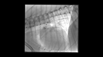 Patent Ductus Arteriosus (PDA) in a dog - Post-repair