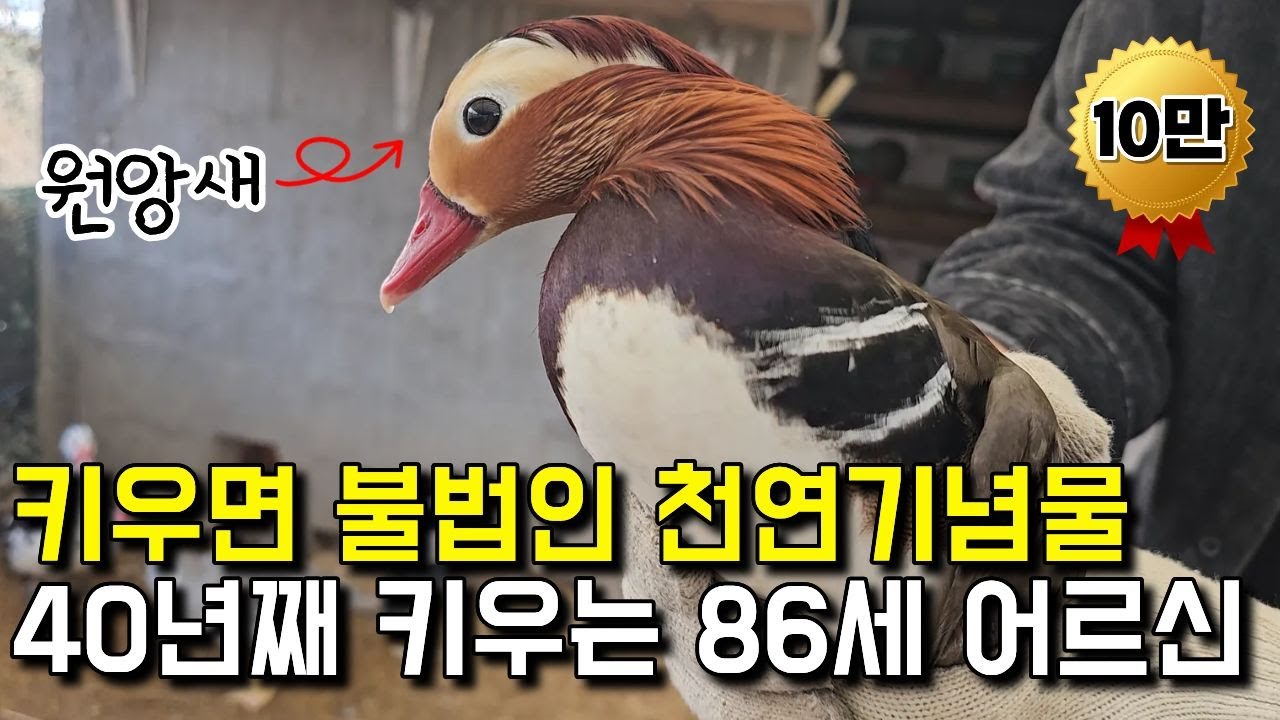 키우면 불법인 천연기념물 40년째 키우는 86세 어르신 [ 원앙새, 철갑상어 ]