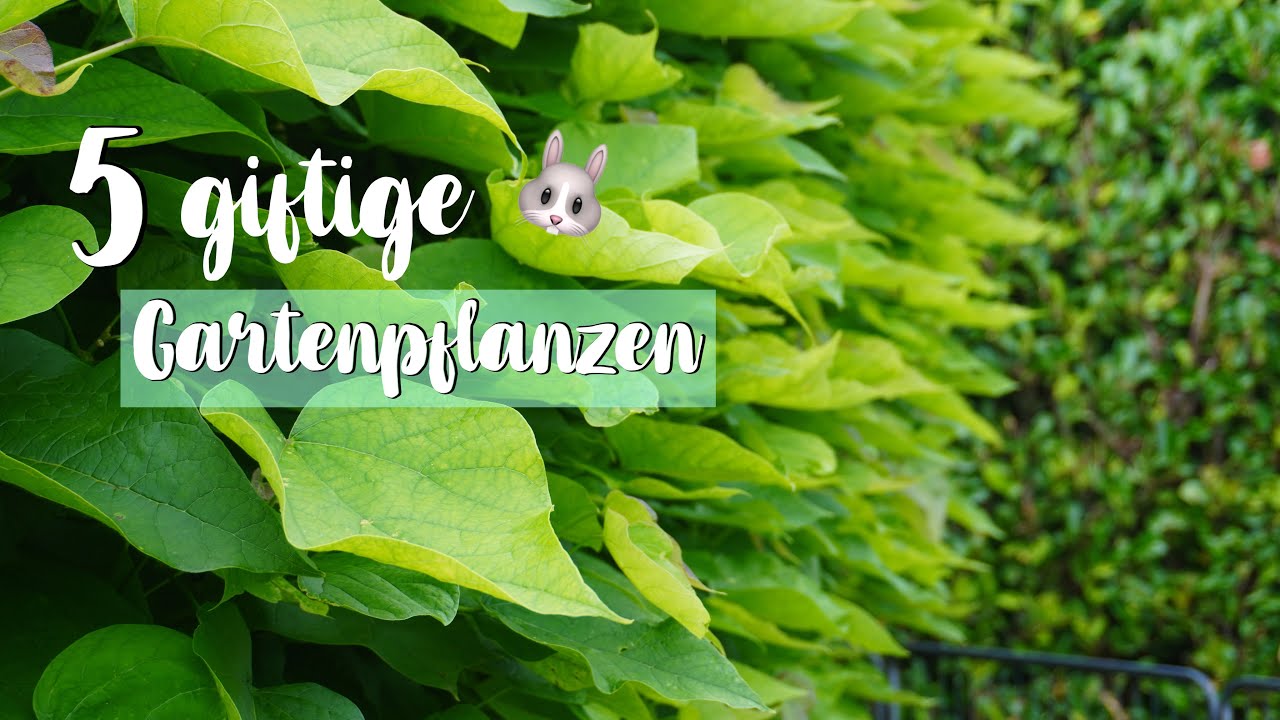 5 giftige Gartenpflanzen fr Kaninchen | Amelies Tierwelt
