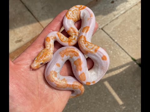 Bob Clark Reptiles : Boas : SnowKahl : boa_snow_f12