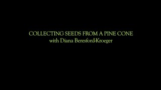 Diana Shows Us How To Collect Seeds From A Pine Cone
