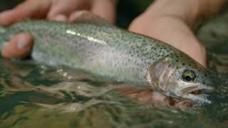 Fishing BC and Hooké Present: Fishing Squamish and Whistler, BC with Trout Country Fishing Guides