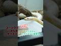 ステッカー作る?【Liene PixCut S1】