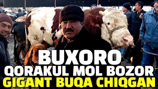 BUXORO QORAKUL MOL BOZOR. 04.02.2024/YEMLANGAN BUQA NARXLAR. GIGANT BUQA CHIQGAN