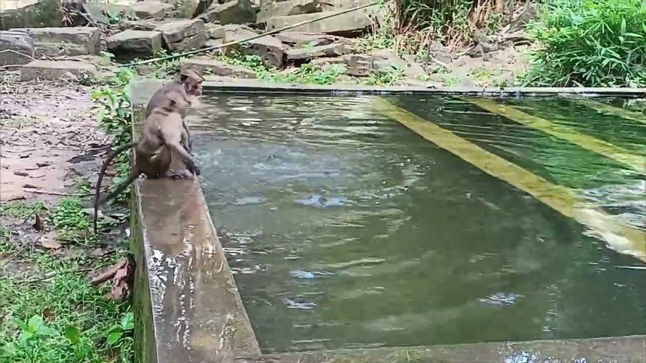 Baby Monkeys Playing, swimming & Learning | Cutest Monkey Moments Ever  
