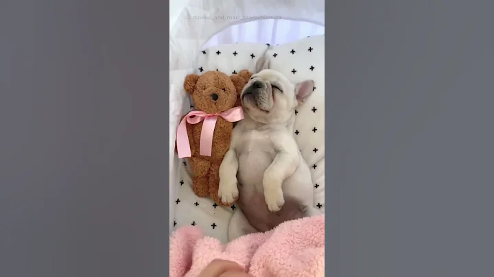 Don't wake the baby 🤫 cute french bulldog puppy sleeping - DayDayNews