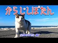 [MV] からじしぼたん