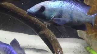Cheilochromis Euchilus - Breeding