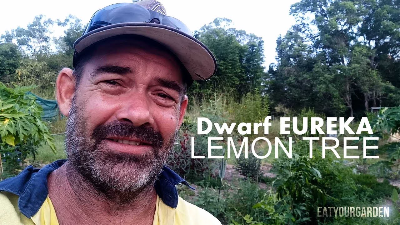 I Just Realized I Dont Own A Lemon Tree Dwarf Eureka Lemon YouTube