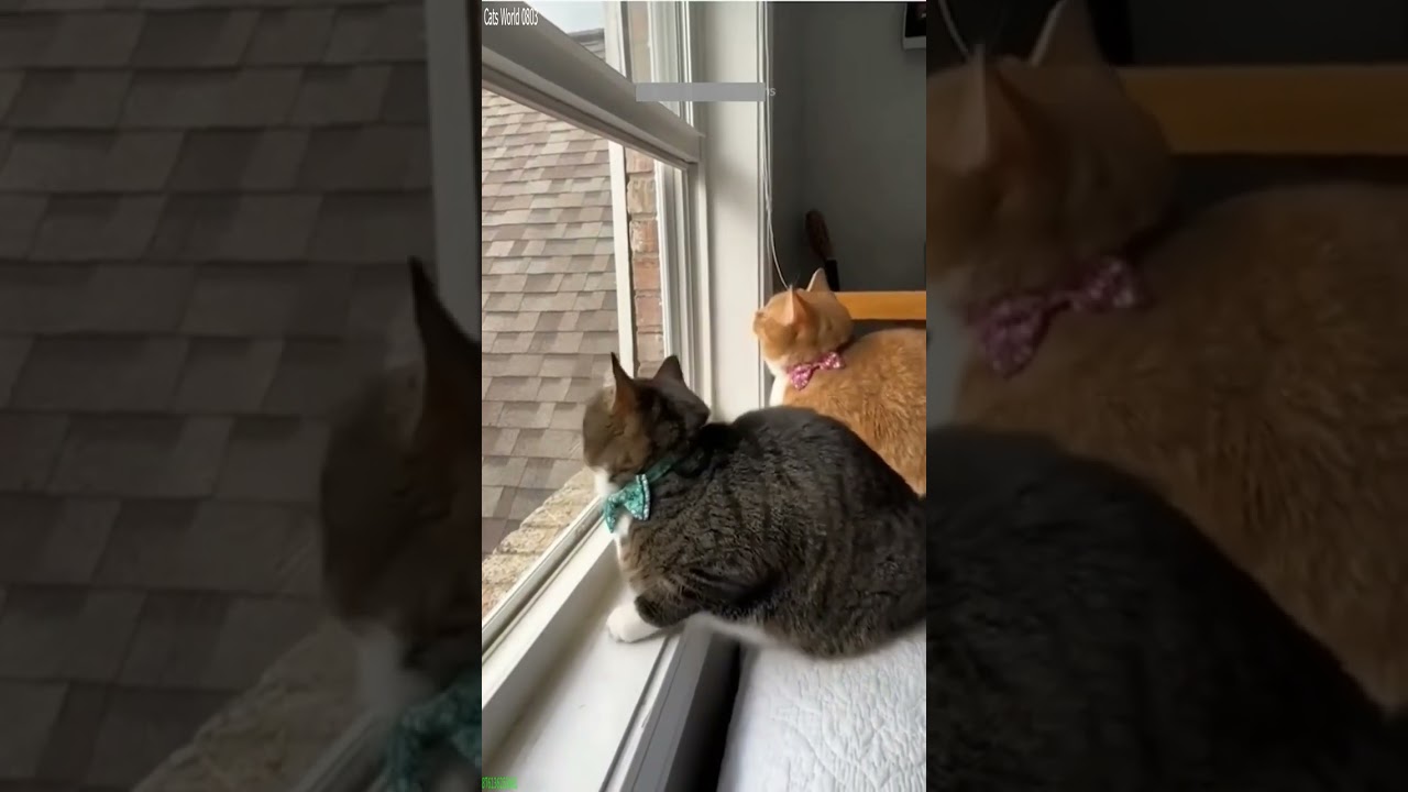 Cute Cats ❤️ Kitten meowing 😹 # Episode 4136