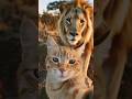 This Is Why Cats Afraid Of Cucumbers 😱 #facts #shorts #new #trending #dastan#catvideos #cat#lion