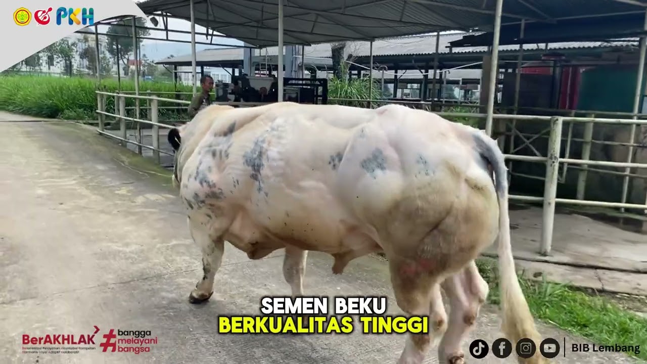 Eps 05. Dennis 281905: Bukti Keberhasilan Inseminasi Buatan di Indonesia