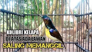 Kolibri kelapa | korlap narung saling memanggil bersama kawan di alam liar yang gacor