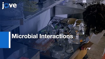 HT Co Culture Assay to Investigate Microbial Interactions | Protocol Preview