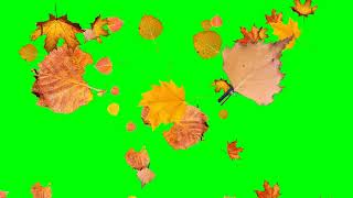 Футаж - осенние листья вариант 2 хромакей | Footage-autumn leaves option 2 chromakey