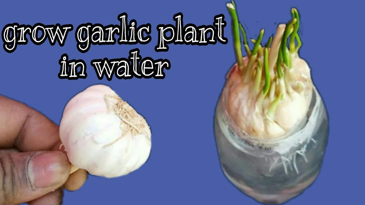 how to grow garlic plant in water garlic plant grow in pot garlic