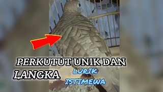 Suara perkutut manggung untuk pancingan||perkutut unik dan langka