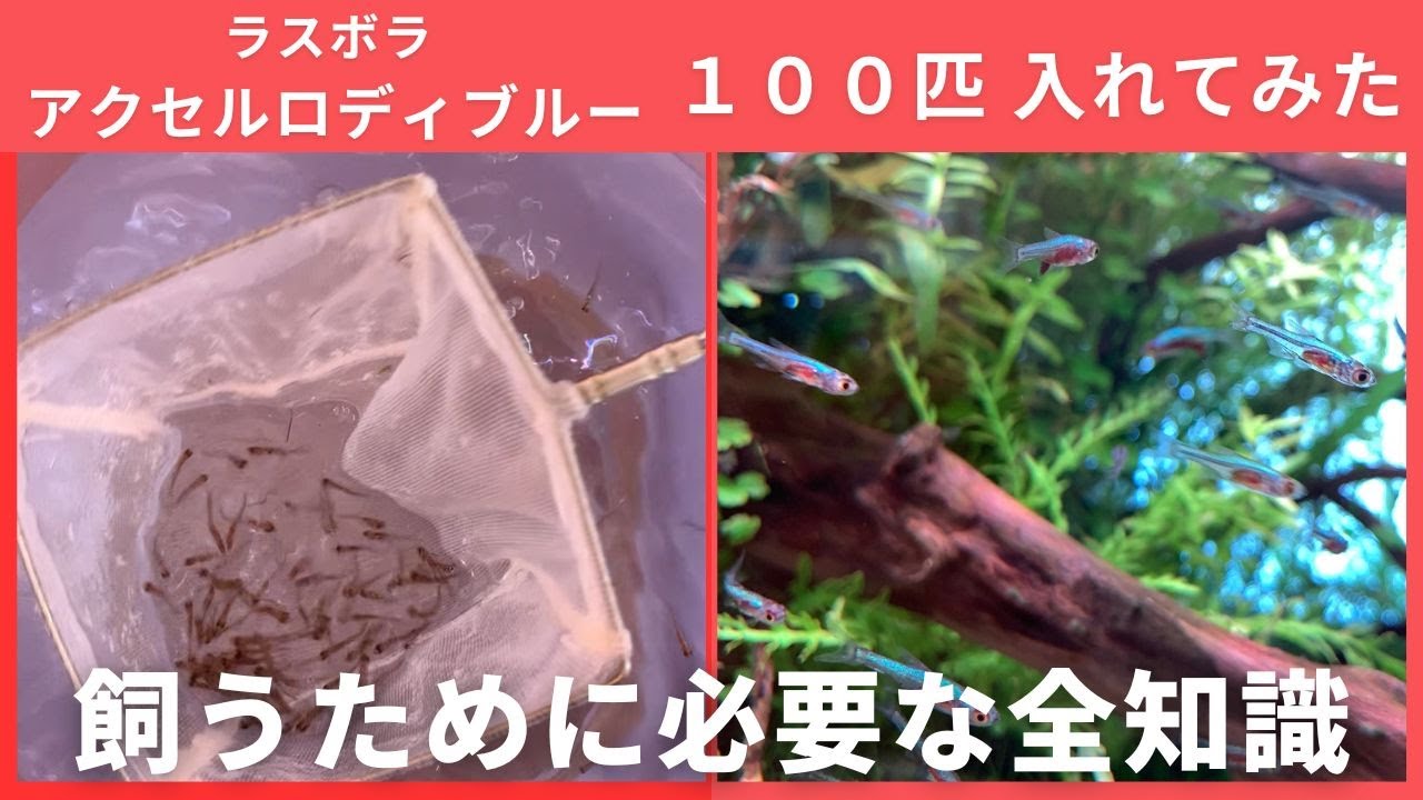 アクア用品最速レビュー③】ADA FCツールスタンドの検証〜収容力