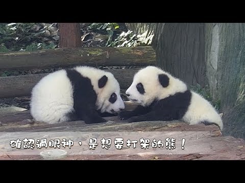 《熊貓主題趴》確認過眼神，是想要打架的熊！| iPanda