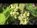 Лечение винограда, "мама-папа" у помидор/Сад и огород (191 вып)