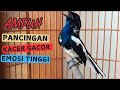 PANCINGAN KACER GACOR AMPUH LANGSUNG EMOSI | COCOK UNTUK KACER BAHAN AGAR CEPAT GACOR DAN BUKA EKOR
