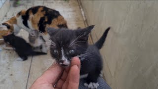 They are some of the cutest little kittens I've ever seen.