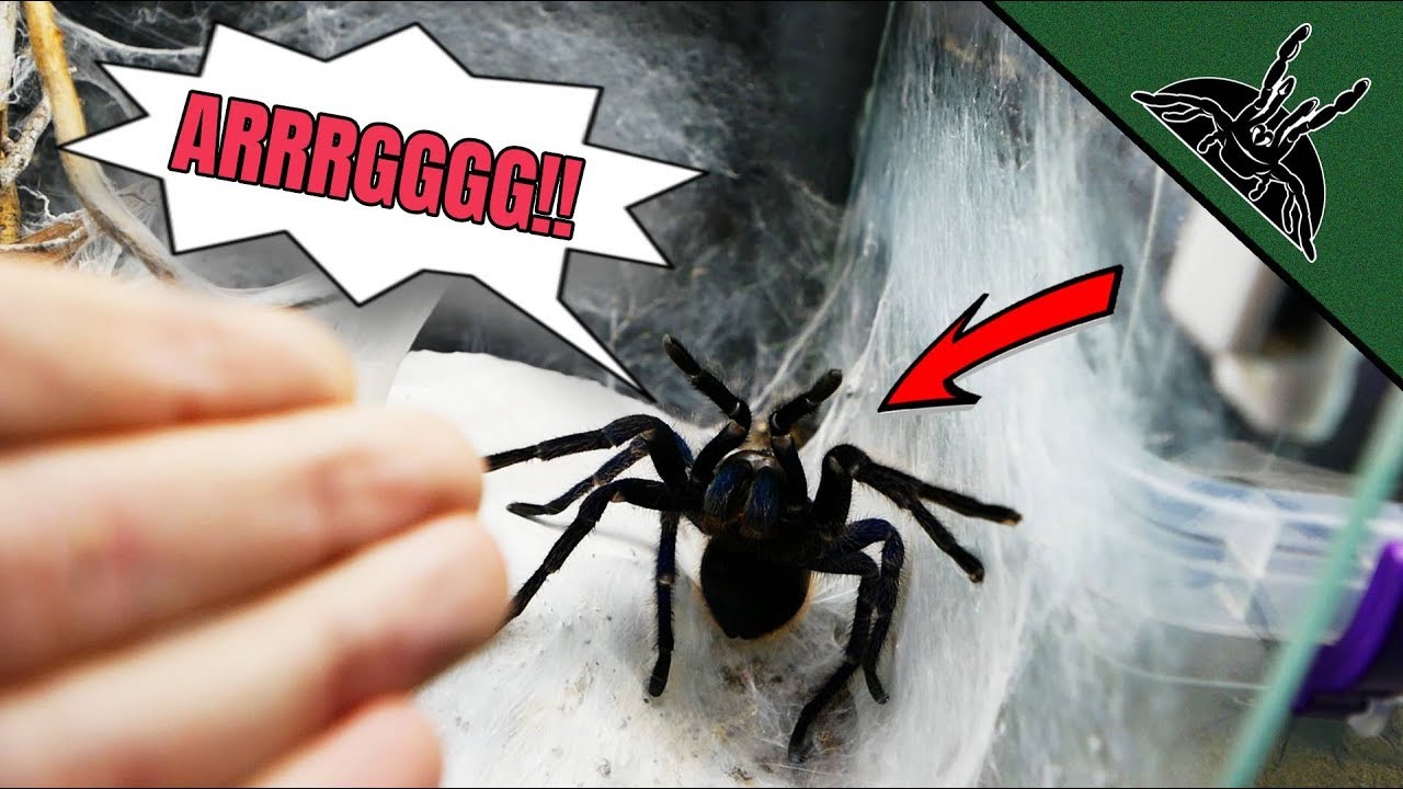 sheet bend Abusing My TARANTULAS Exotics Lair style