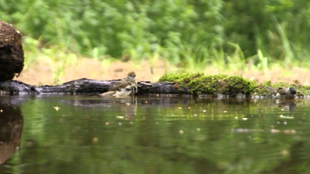 hungary news Birds at the drinking hide