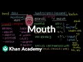 Digestion Begins Here The Role of the Mouth in Food Breakdown