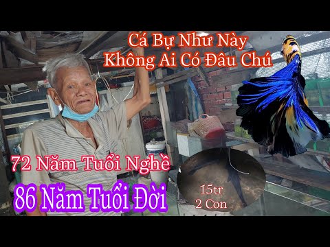 Video Ông 86 Tuổi 72 Năm Nuôi Cá Kiểng Sở Hữu Những Chú... - youtube
