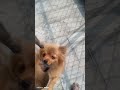 Pomeranian puppy
