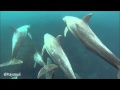 御蔵島 イルカ 並走水中動画