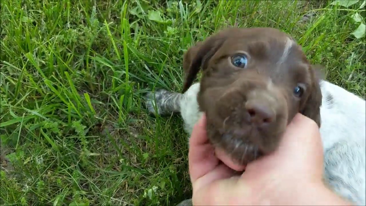 Update 6/2: 6 week video of the pups.