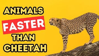 Top 5 FASTEST Animals IN THE WORLD| Speed Machines by Top 5 Animal Wonders 197 views 1 month ago 5 minutes, 47 seconds