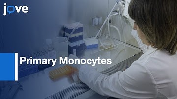 Primary Monocytes Isolation, transfection, and Culture | Protocol Preview