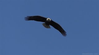 Conowingo Bald Eagles in Slow Motion filmed at 120 fps with the Panasonic HC V770