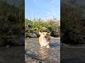 気持ち良さそうに水に浸かるコーギー / A Corgi comfortably soaking in the water. #コーギー #corgi #川遊び