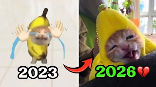 WHAT HAPPENED TO THE FAMOUS CAT MEMES