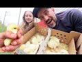 We are Now Ready After Five years of Raising Chickens