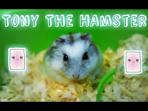 hamster-playing-with-toy-for-the-first-time-|-tony-the-hamster