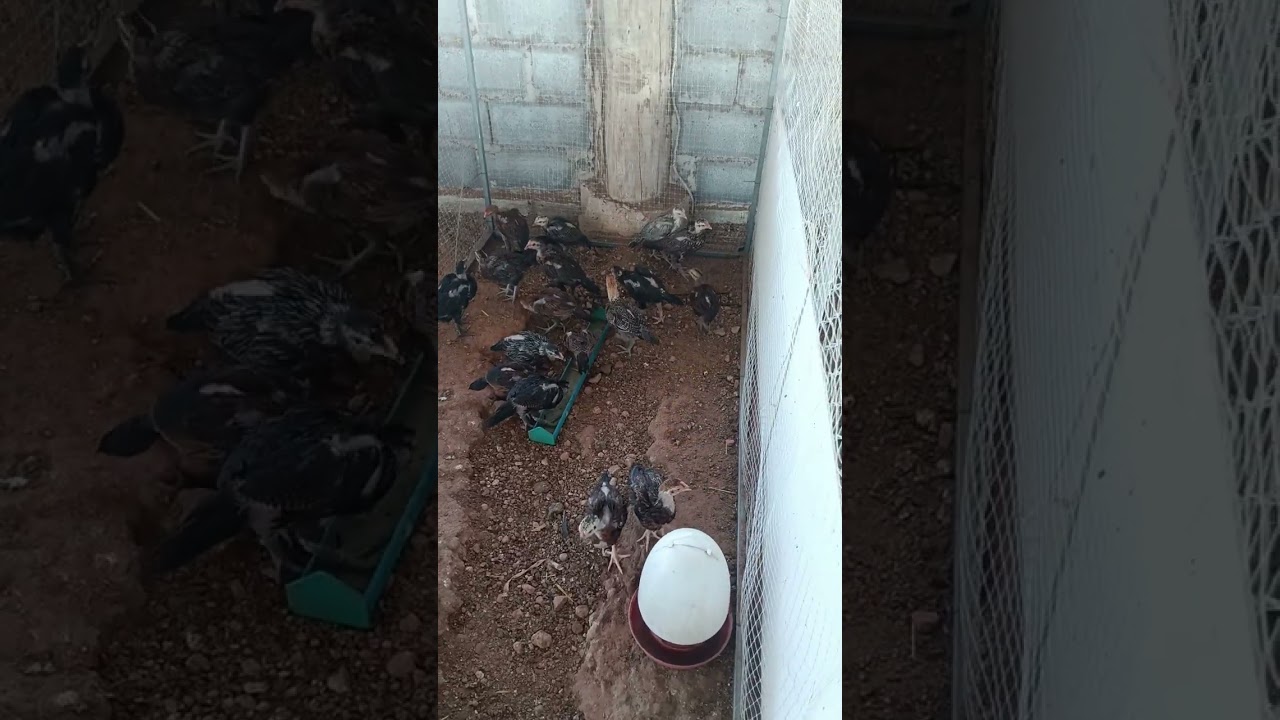 ผสมไ ก่ แบบไลน์บรีดเข้า