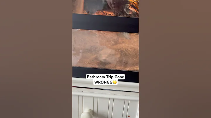 What a time🙂 #cutepets #reptiles #beardeddragon #livszoo #lizard #pets