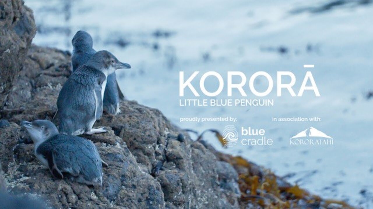 Bay of Islands Local Bird Little Blue Penguin - Korora